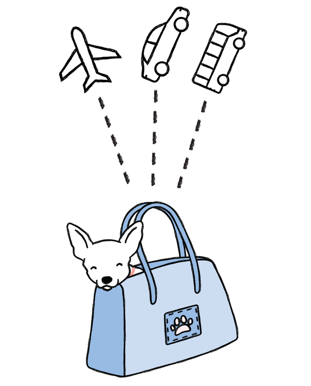 Small dog in blue travel bag
