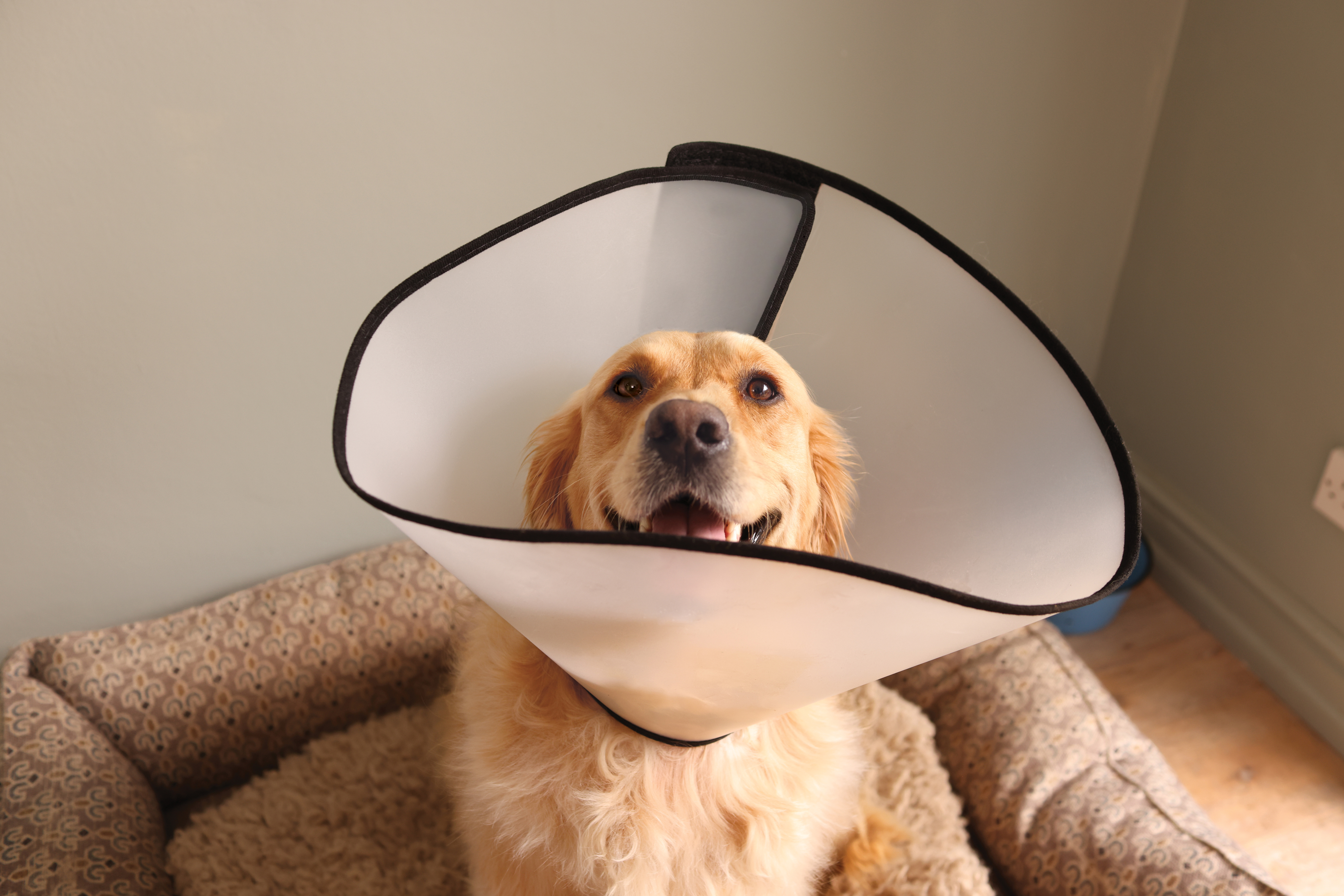 Image of a Golden Retriever with a cone