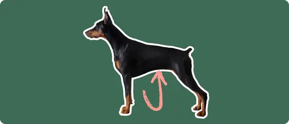Doberman pinscher with a pink arrow drawn to its stomach