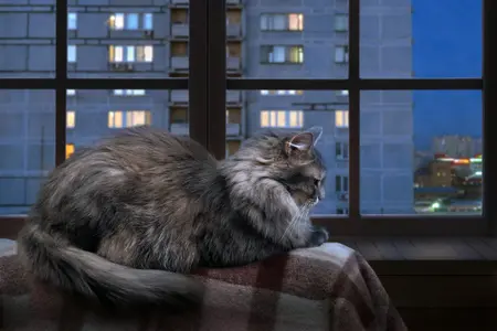 A grey, fluffy cat sits indoors on a blanketed perch near a flat window at nighttime
