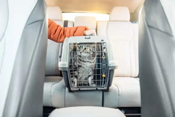 A cat in a carrier in the backseat of a car