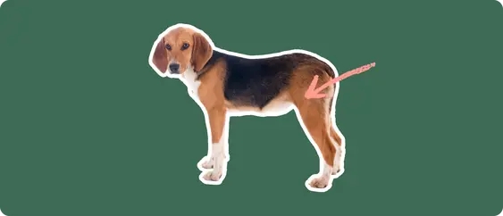 A Harrier dog cut out with a white outline, with a pink arrow pointing to it's back hip, on a solid green background