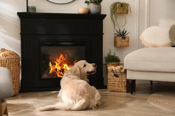 A happy Golden Retriever lays next to a glass-door fire, they're turning their head with their tongue out towards someone