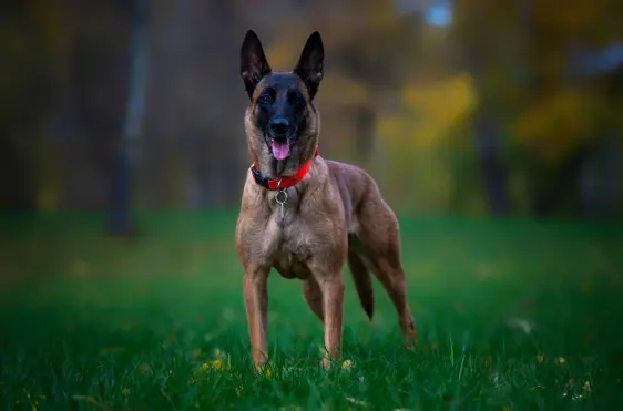 Belgian Malinois with tongue out