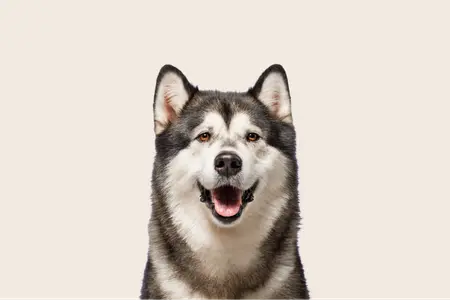 Image of an Alaskan Malamute looking into the camera