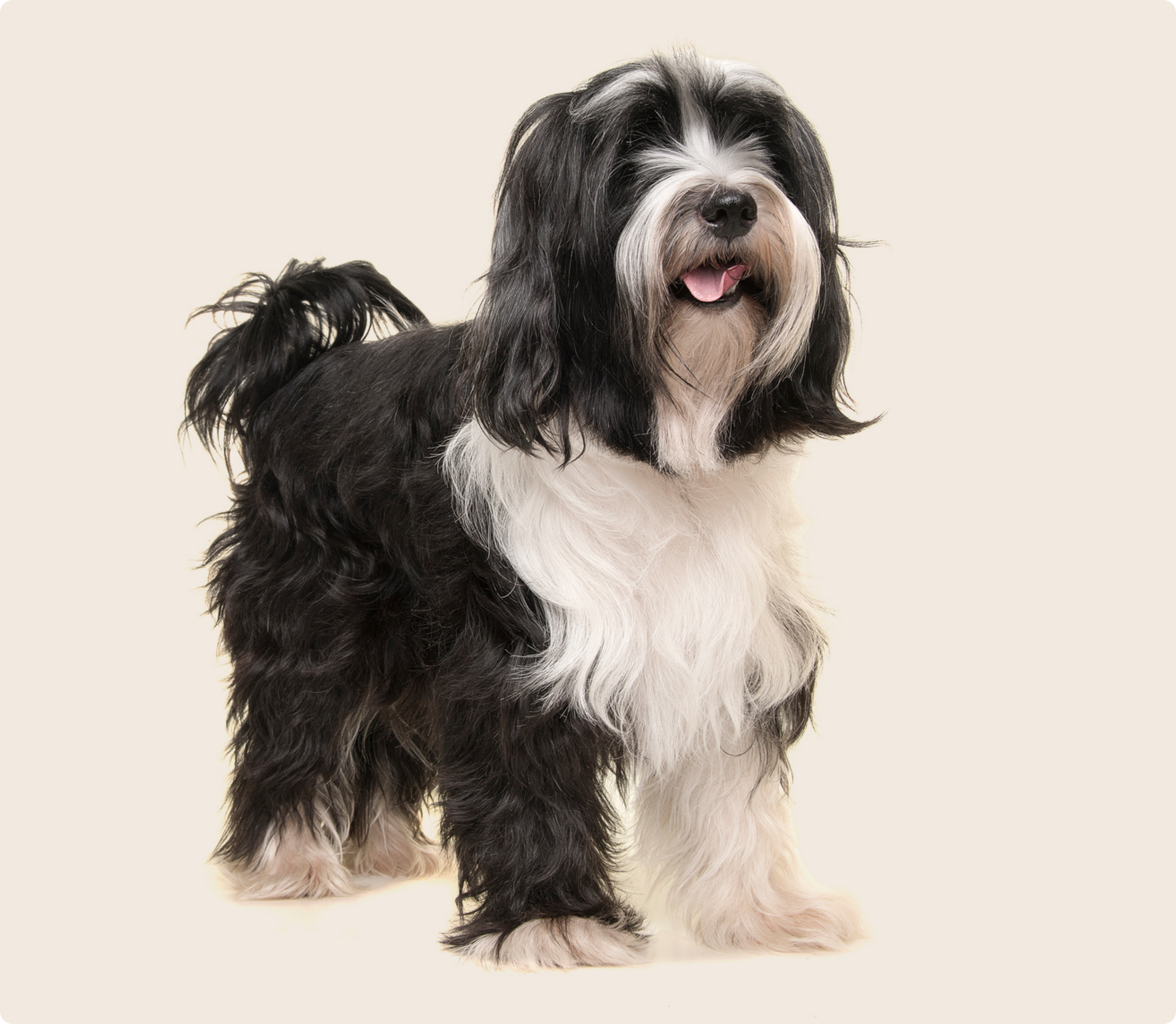 Tibetan Terrier