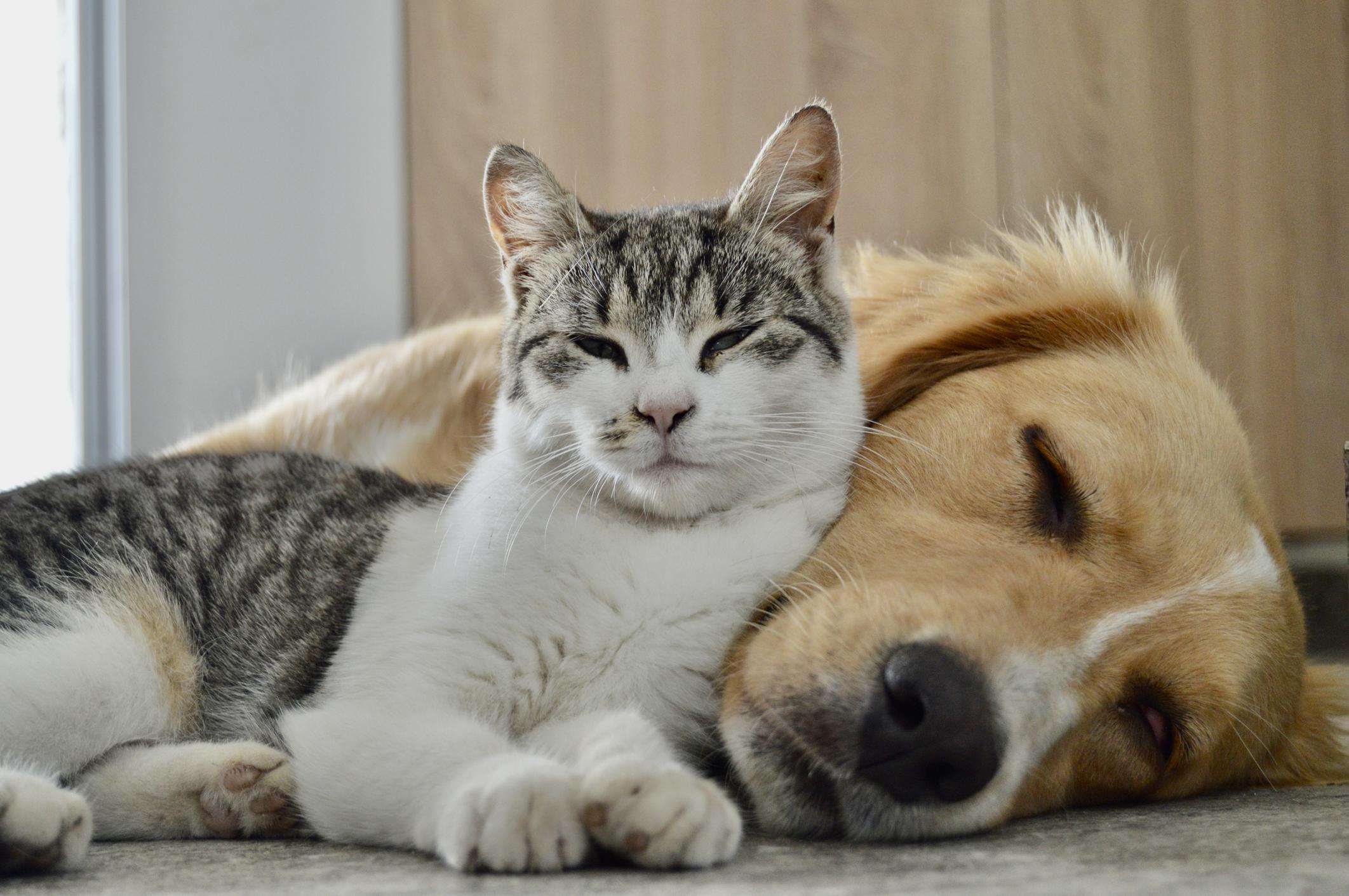 A grey cat rests with eyes half-closed next to a sleeping brown dog
