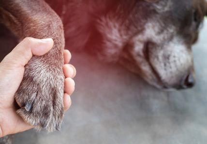 Old dying dog