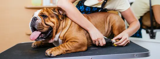 Person cutting dog nails