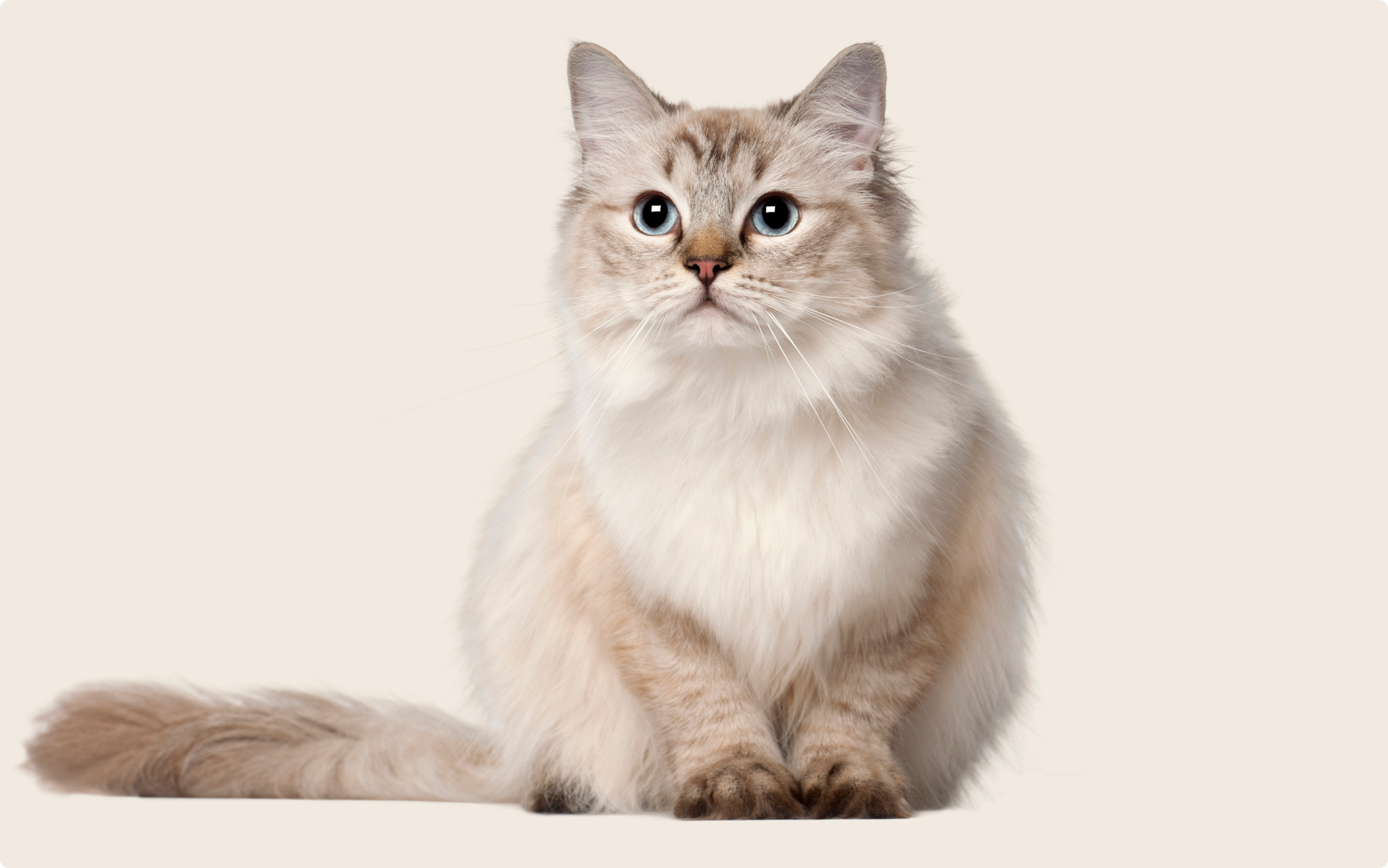 A serene Ragdoll cat with a luxurious cream and beige coat, vivid blue eyes, and a lush tail sitting to the side, is gazing directly forward with a soft expression, positioned against a white background.