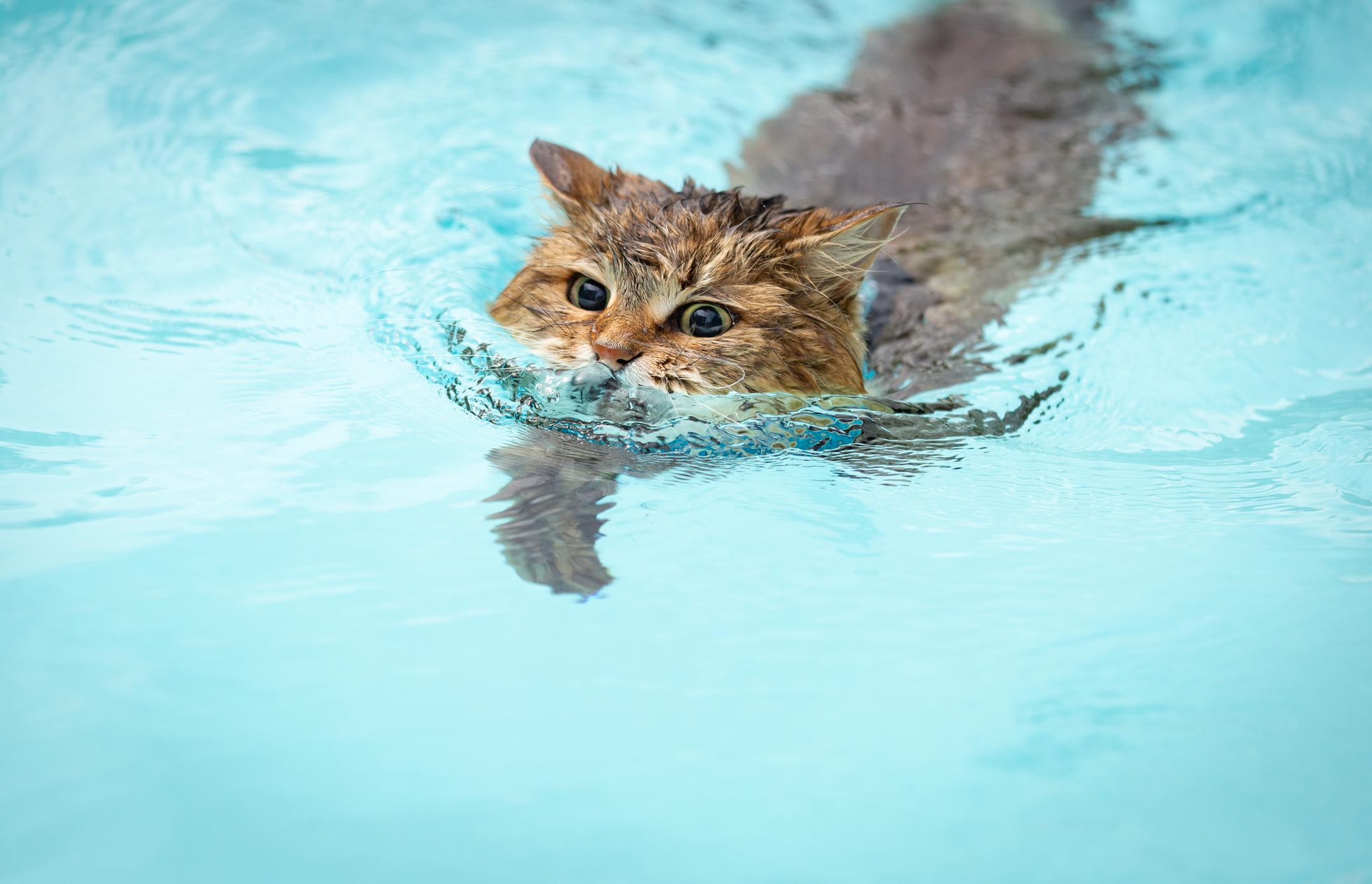 a cat swimming in a pool
