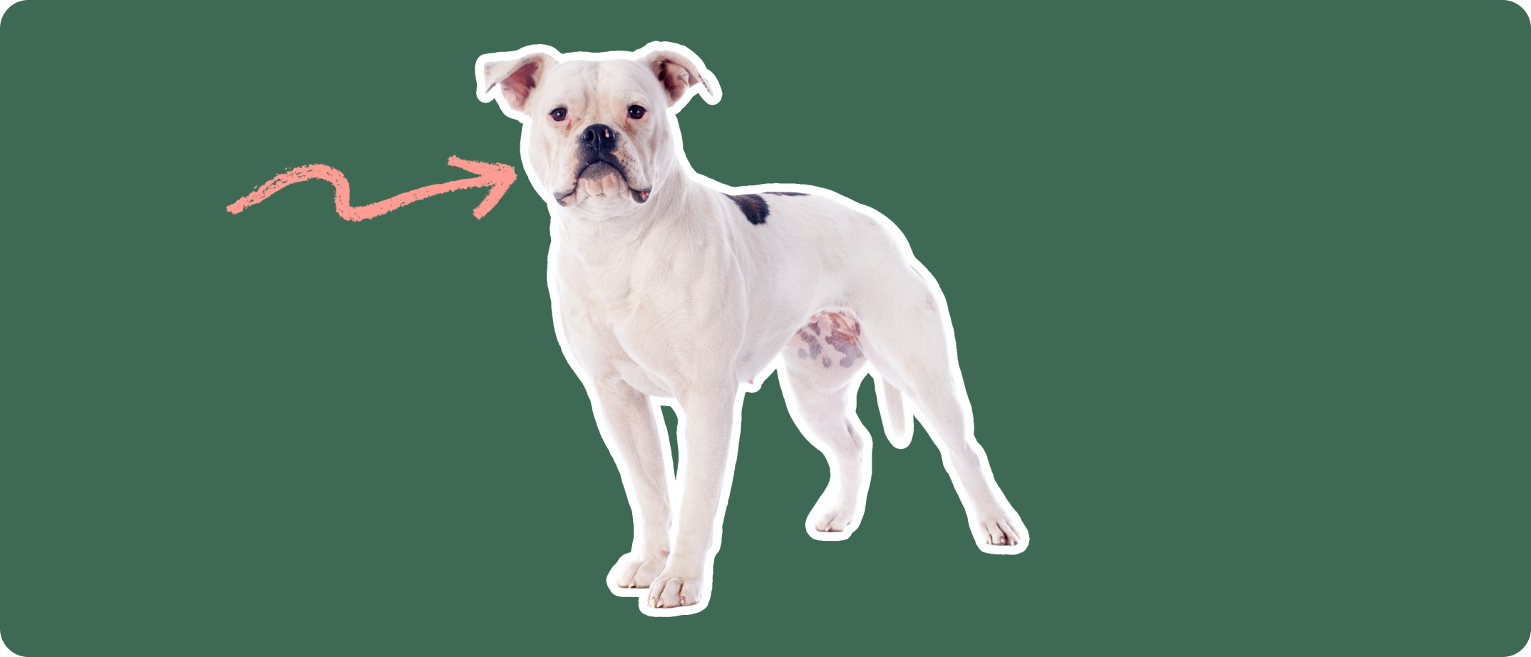 American Bulldog