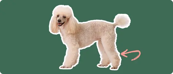 Image of a white Poodle with a pink arrow pointing at its patella