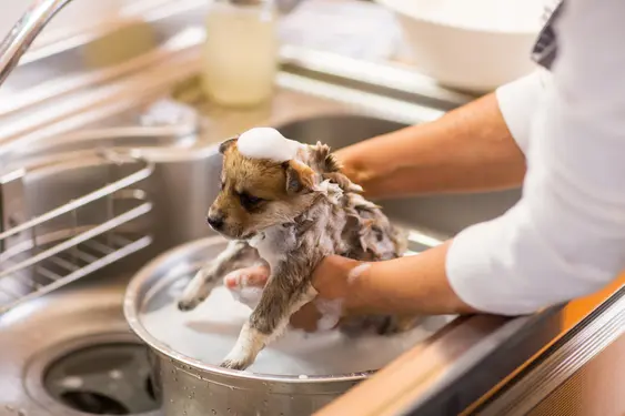 Puppy getting a bath