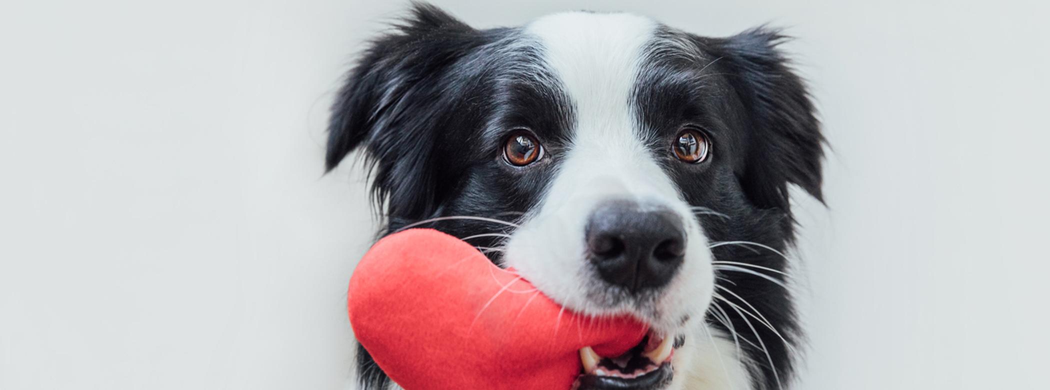 Dog holding love heart plush