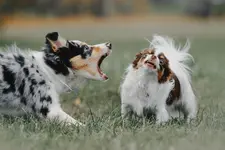 A dog barking loudly