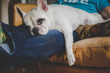 boston terrier laying on owner on top of couch