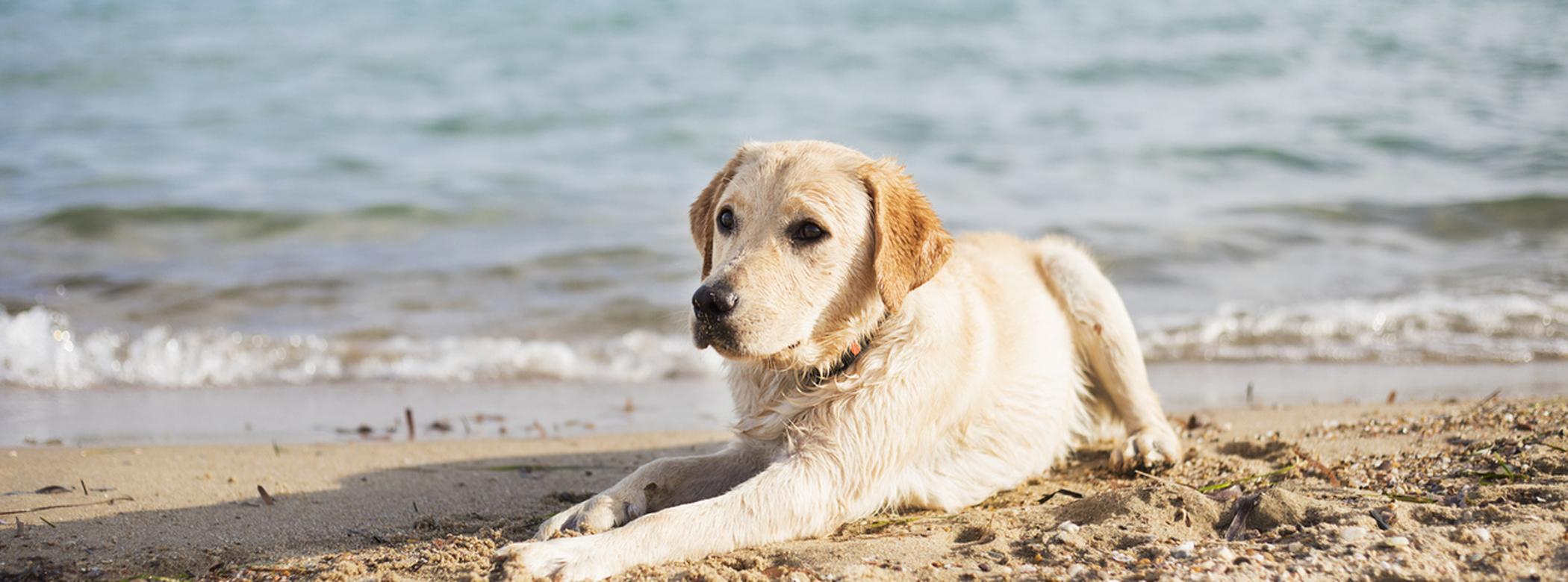A labrador at the beach