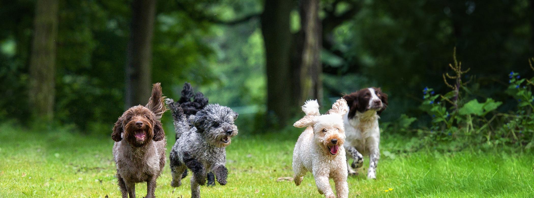Image of four dogs running in the woods