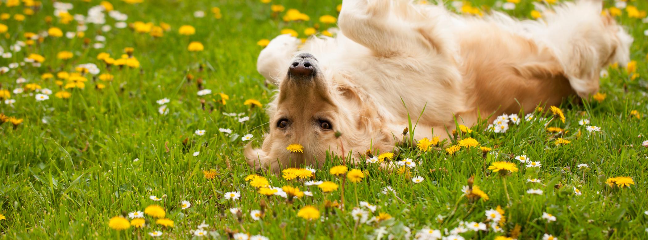 A Golden Retriever lays on their back in a field of flowers