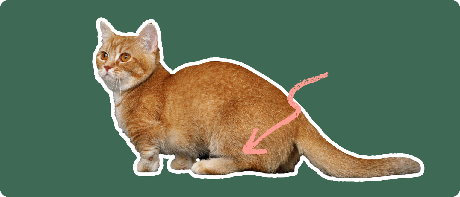 An orange munchkin cat cut out with a white outline, with a pink arrow pointing to it's back leg, on a solid green background.