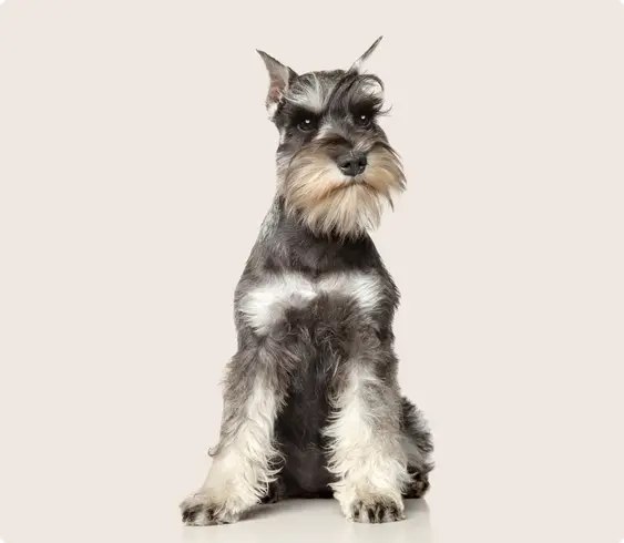 Mini Schnauzer