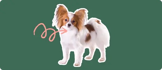 Papillon with a pink arrow drawn to its neck