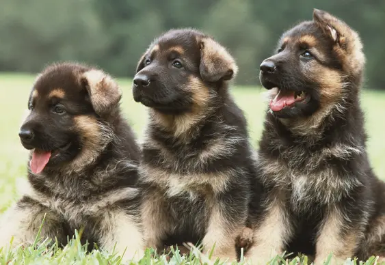 Three German Shepherd puppies