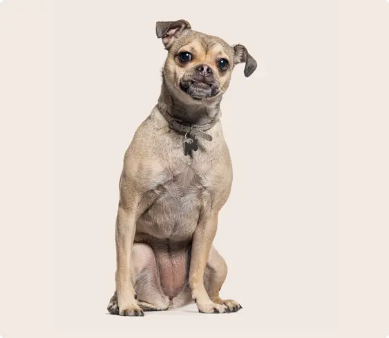 Image of a Chug sitting down looking into the camera