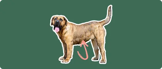 Presa Canario with a pink arrow drawn to its stomach