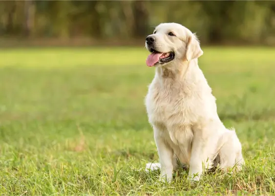 Golden retriever sitting in field
