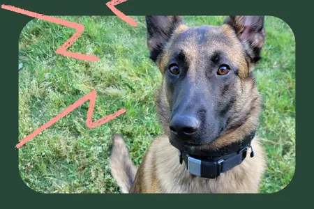 A dog looking into the camera wearing a tracking device