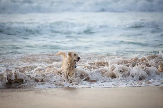 A picture of a Golden Retriever running on the beach as the ocean's tide hits their legs