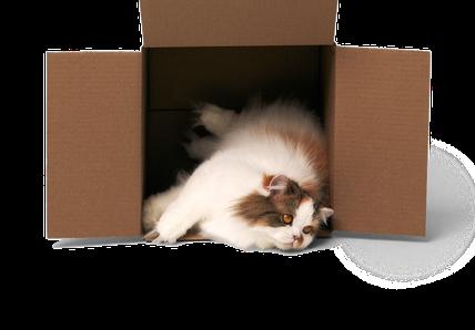 Fluffy cat falling out of cardboard box