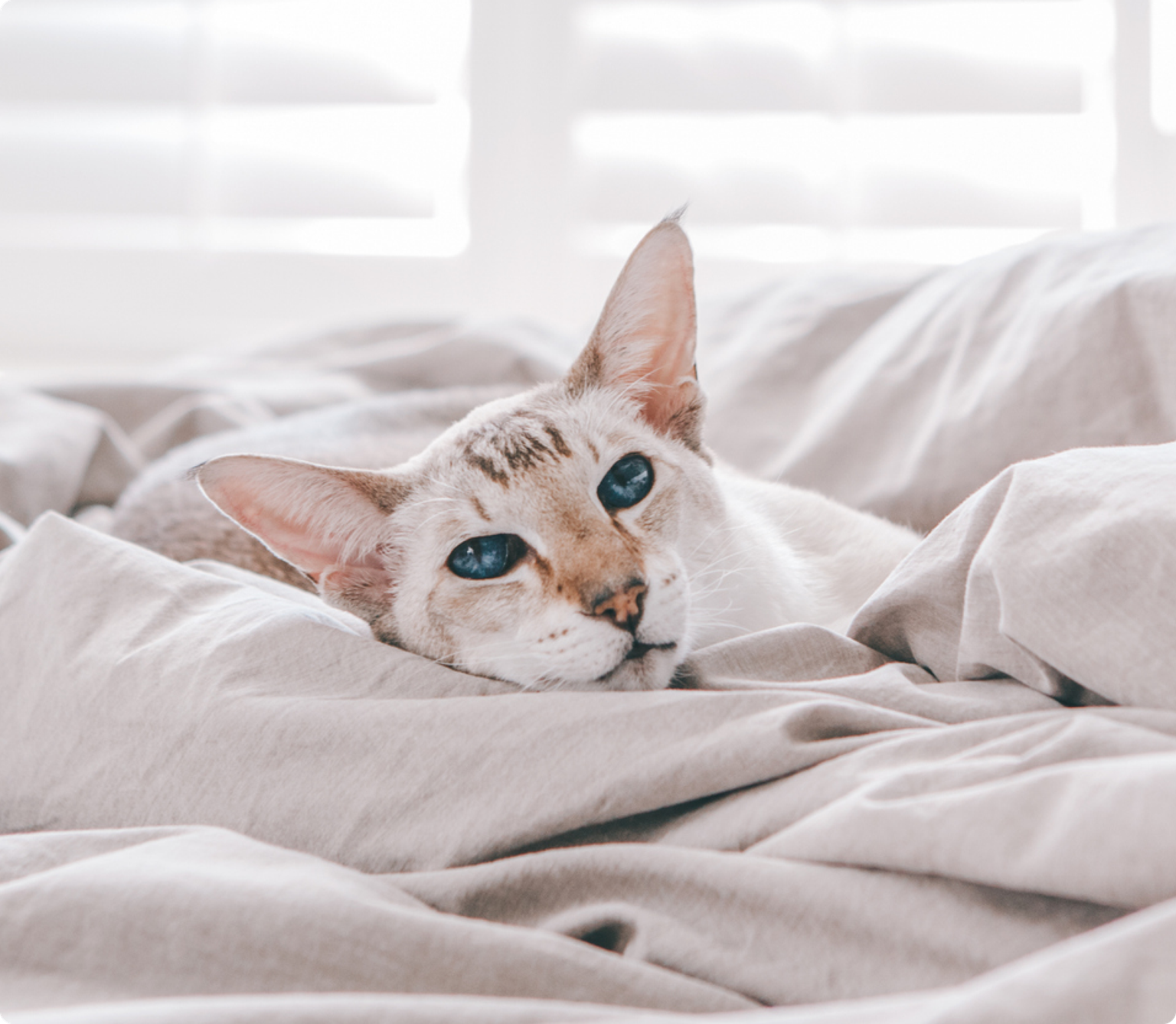 A Colorpoint Shorthair cat with blue eyes wrapped in a duvet