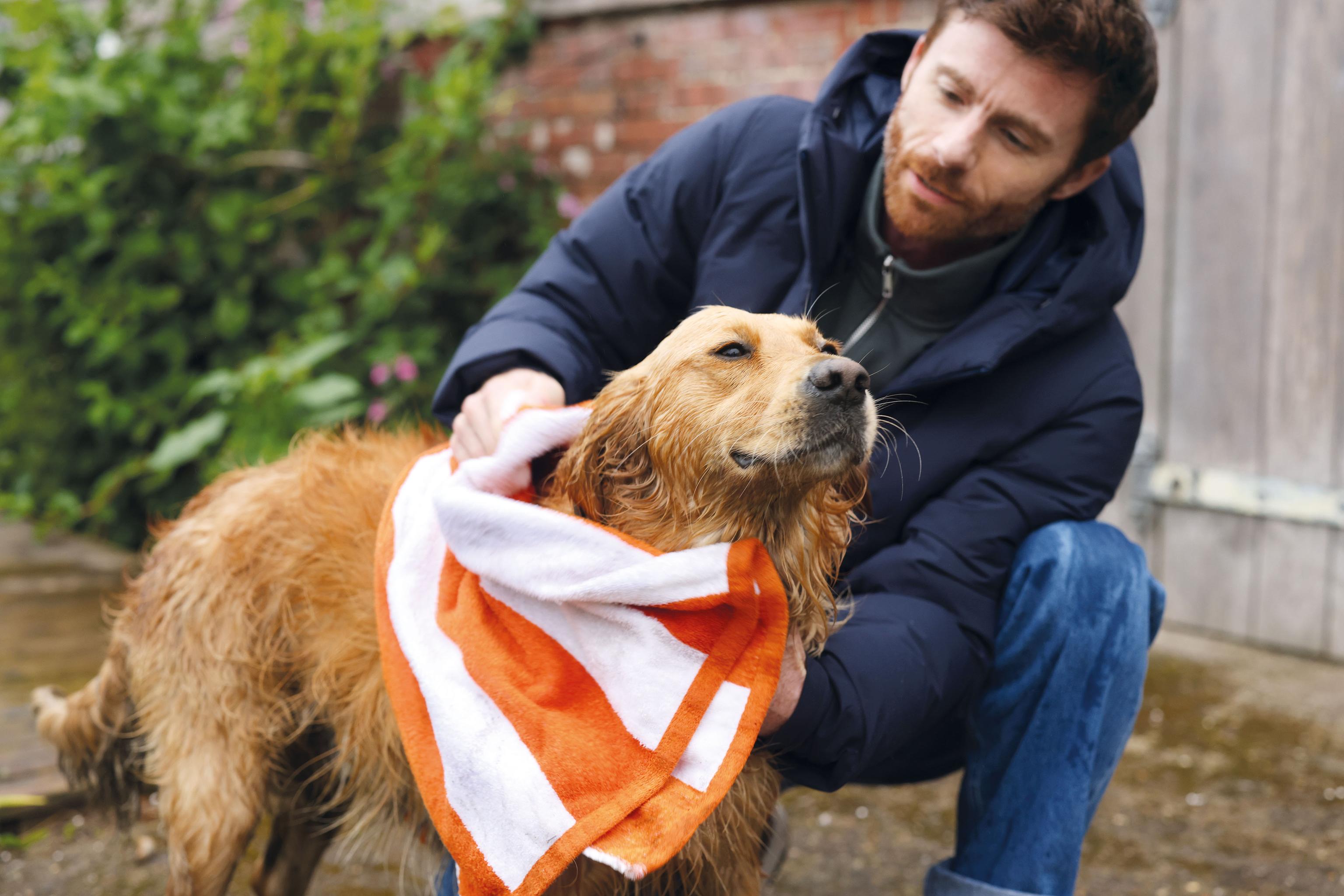 A Golden Retriever getting dried with a towel outside