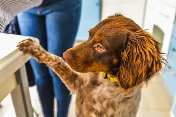 A Springer Spaniel stands on their hind legs with a paw on a dinner table