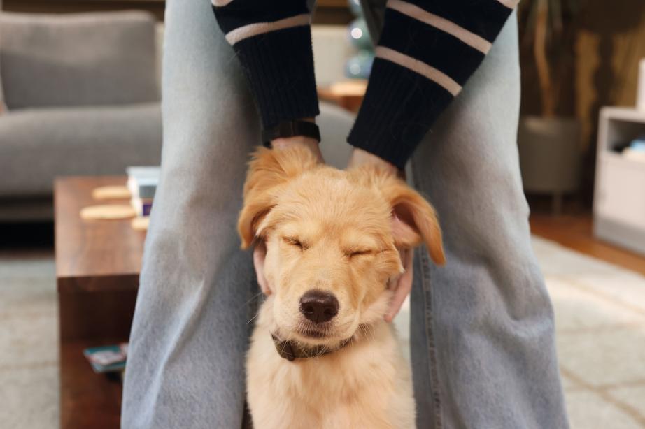 Image of a Golden Retriever puppy being stroked by its owner
