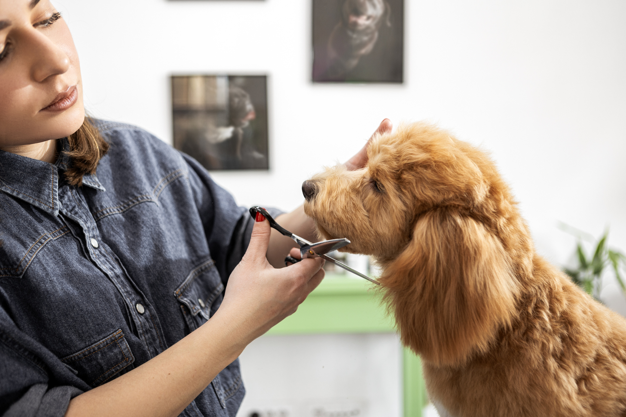 A brown dog gets their haircut from a professional groomer