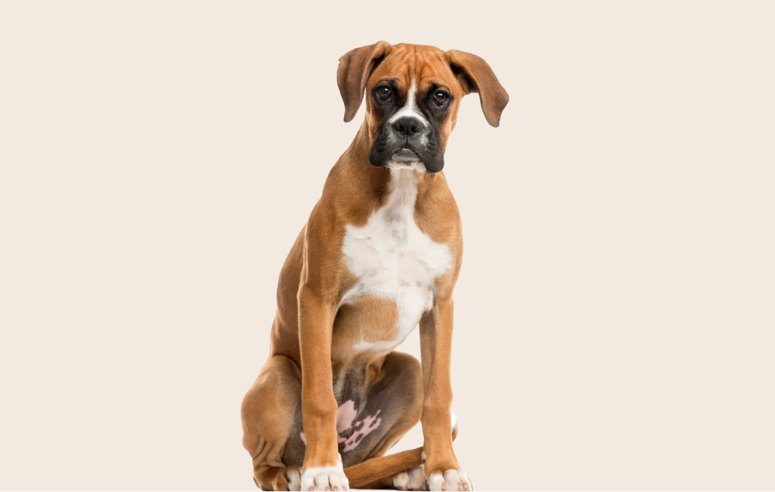 Image of a brown Boxer sat down and looking into the camera