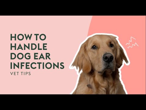 How To Handle Dog Ear Infections | Vet Tips