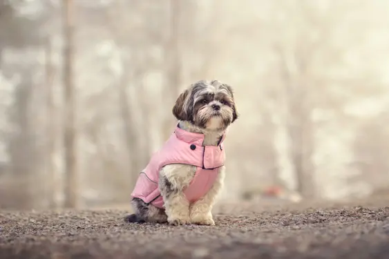 A grey-and-white Shih Tzu sits on a winter walk wearing a pink jacket