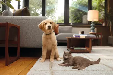 Image of a grey cat lying next to a Golden Retriever pup