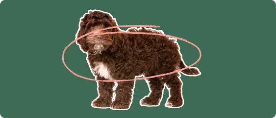 cockapoo