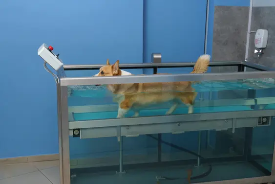Dog rehabilitation on a water treadmill