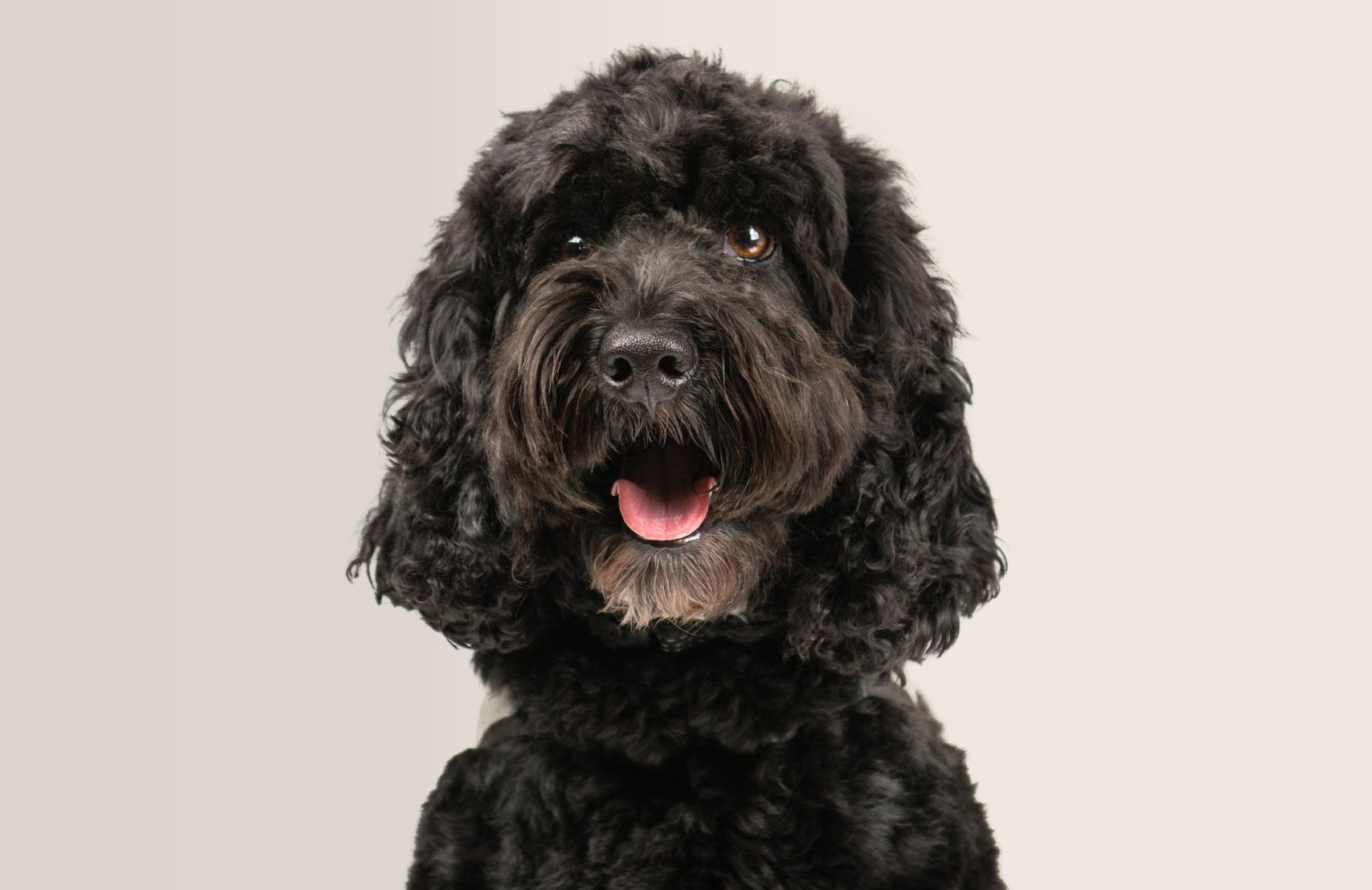 A cockapoo