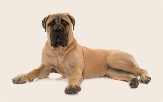 Mastiff