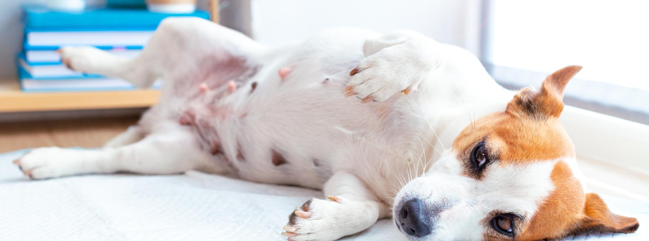 Dog with phantom pregnancy