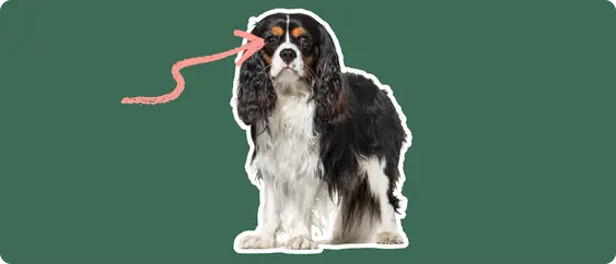 Image of a black-and-brown cavalier king charles spaniel with a pink arrow drawn to its eye