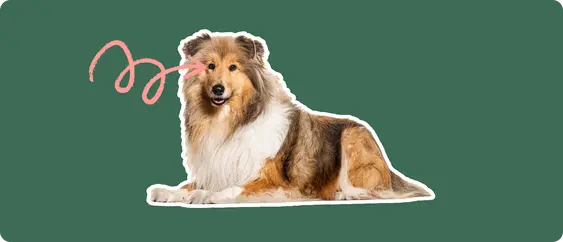A cut out of a Rough Collie laying down, with a white stroke, on a green background, with a pink arrow pointing to it's eye